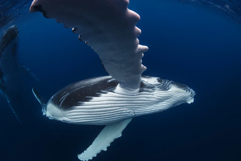 Snorkeler floating eye-to-eye with humpback whale calf in crystal clear Tongan waters