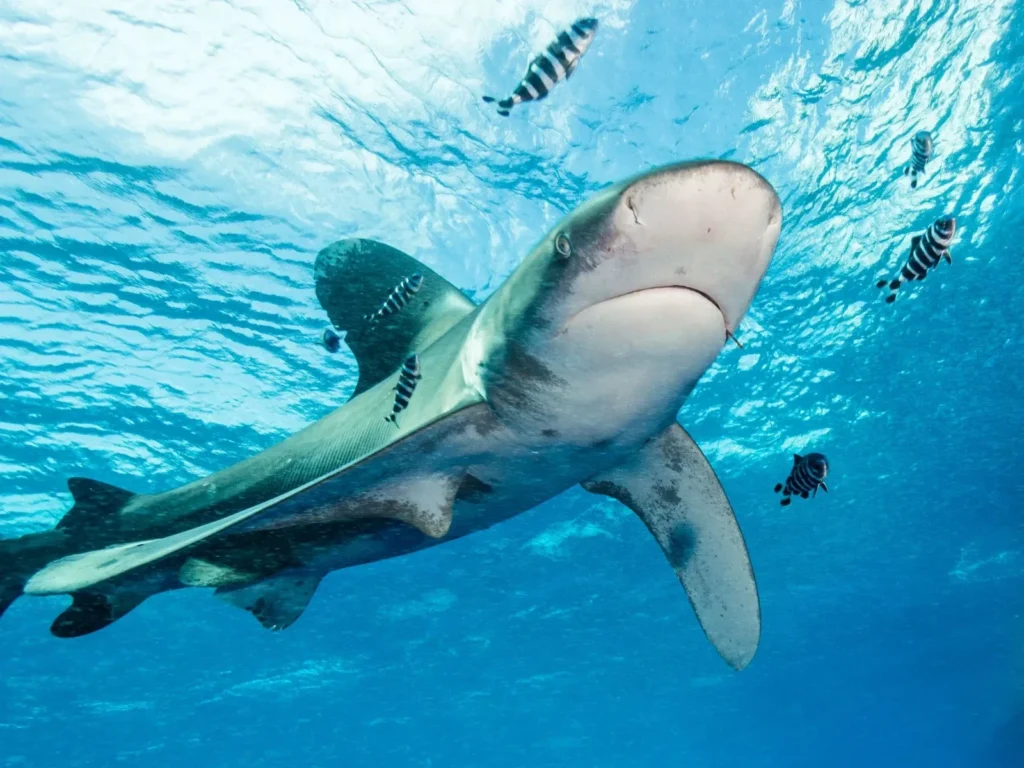 Hundreds of scalloped hammerhead sharks schooling at Wolf Island Galapagos